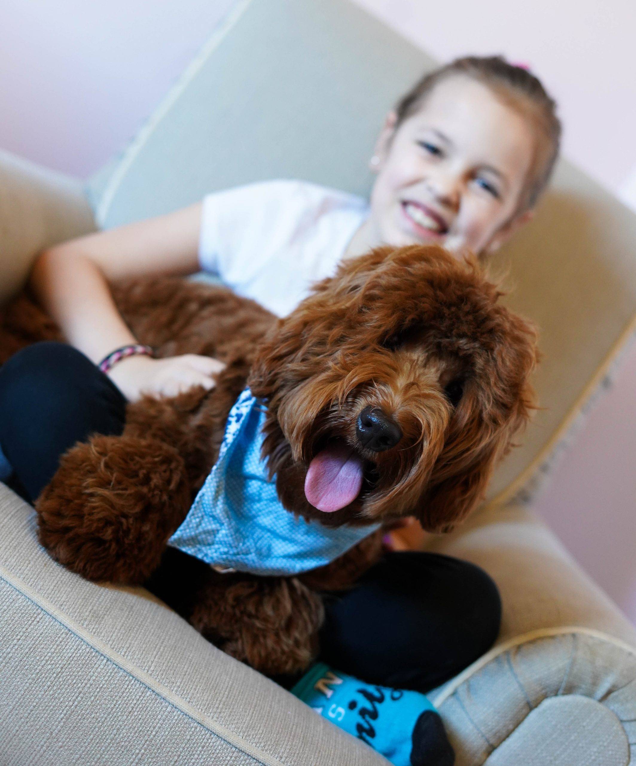 Labradoodle with a child