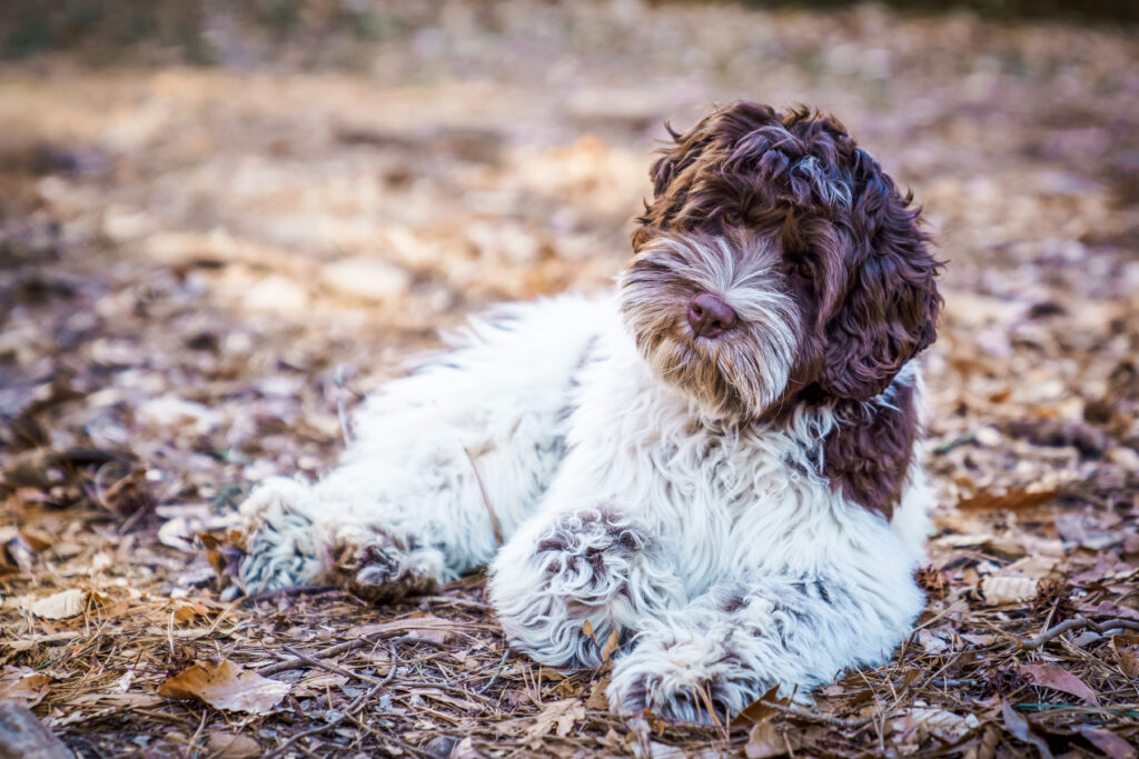 Bear, a certified therapy Australian labradoodle in NC