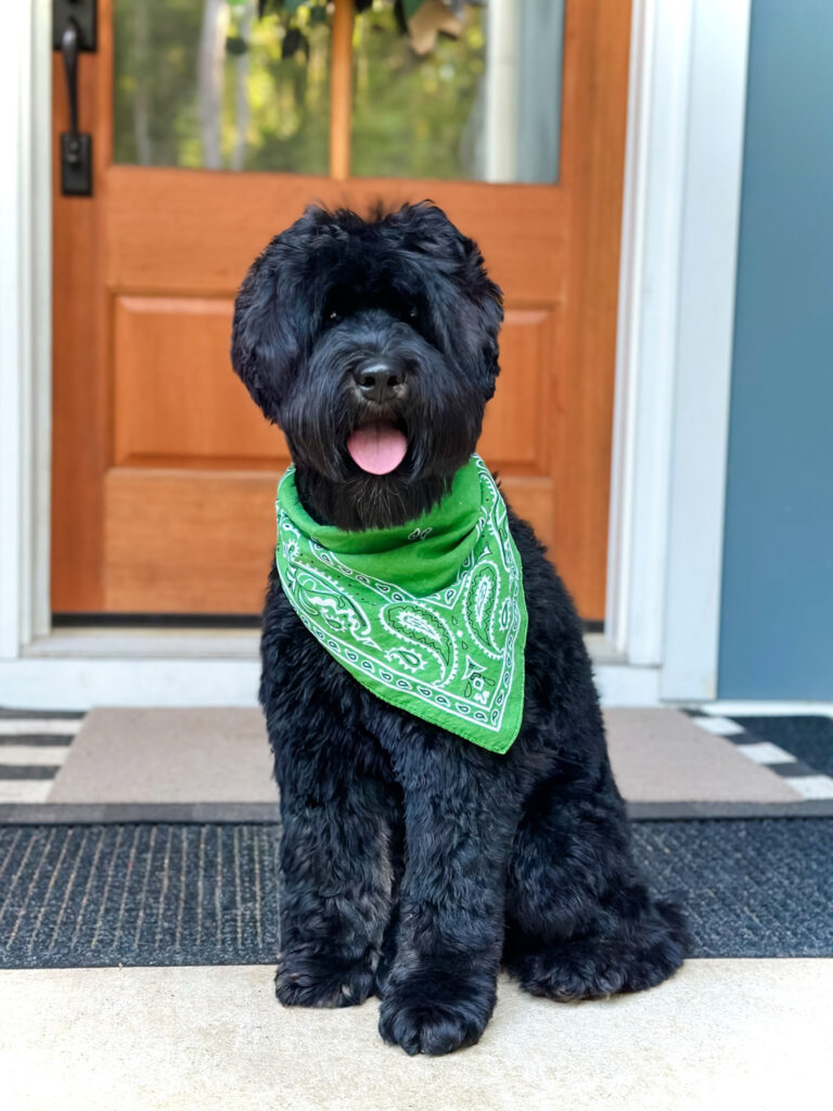 Phantom Australian Labradoodle