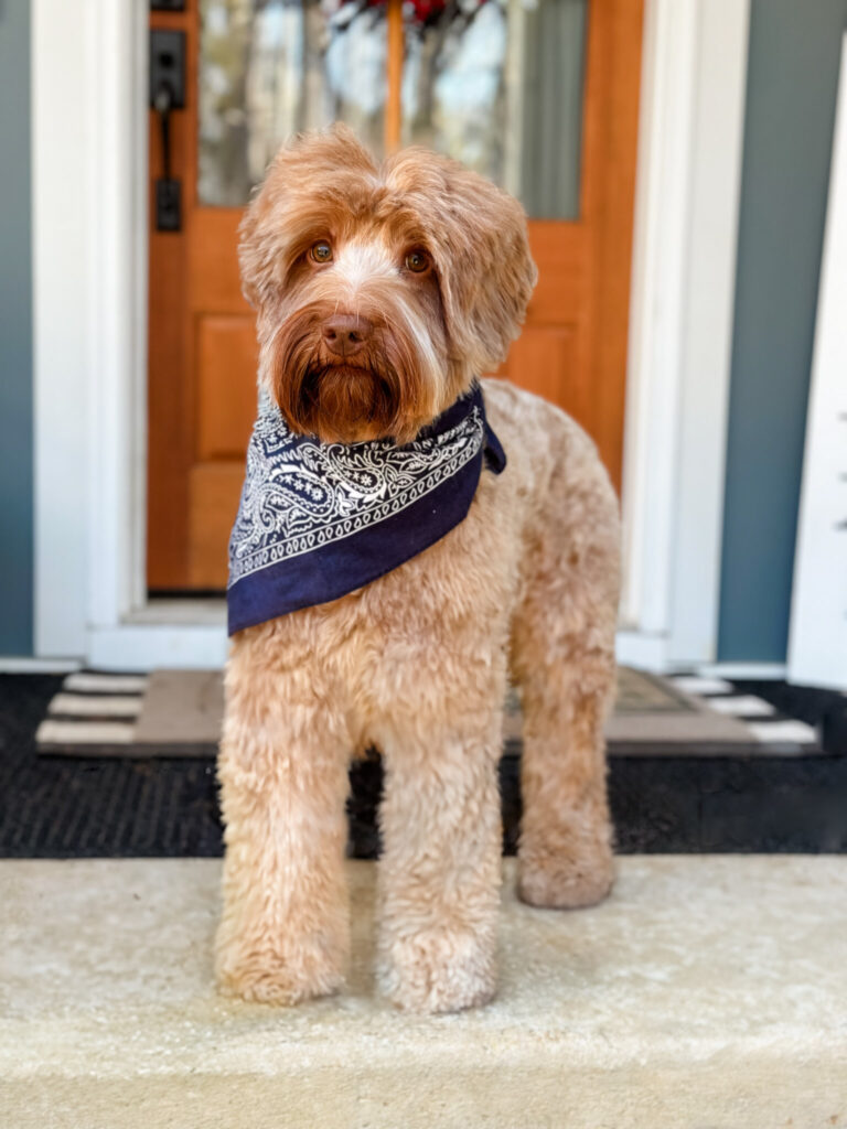 Caramel Australian Labradoodles