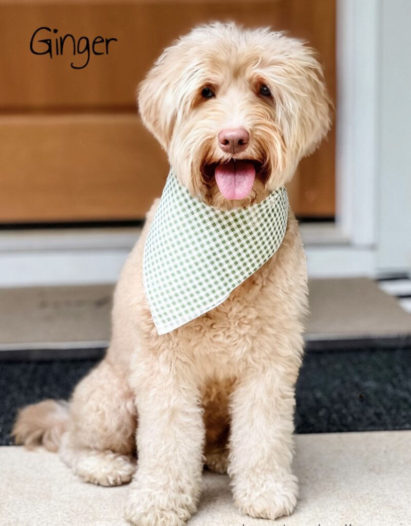 Caramel Australian Labradoodle