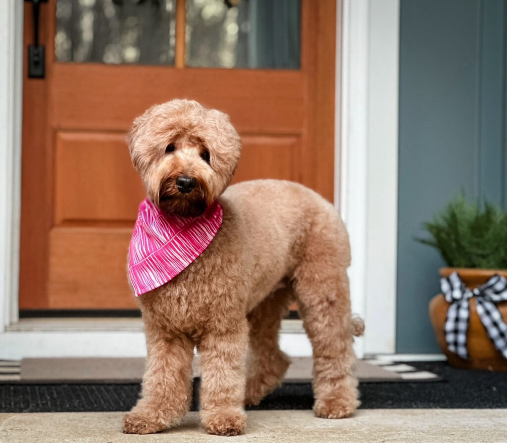 Medium Australian Labradoodles