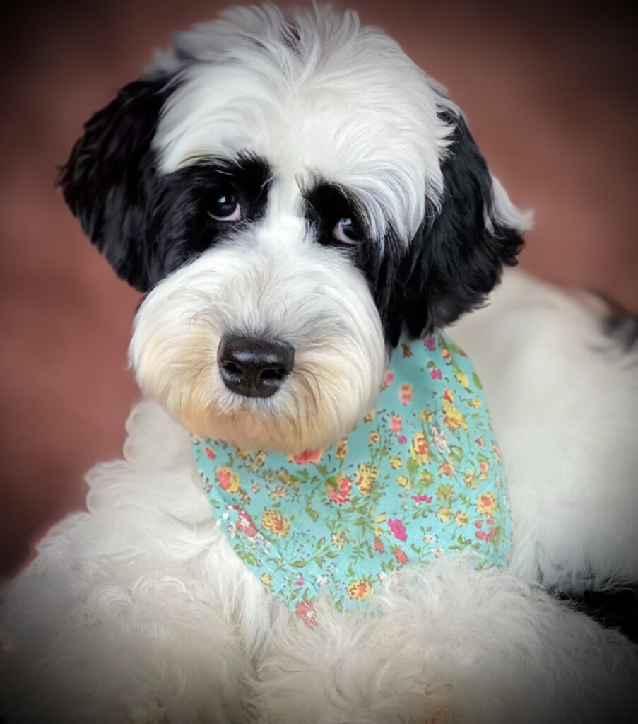 Black Parti Australian Labradoodle