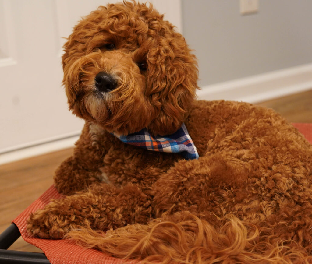 Jesse, an Australian Labradoodle therapy certified dog in NC