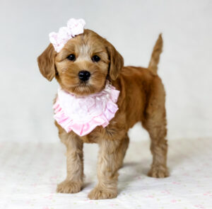 River Days Australian Labradoodle for sale NC