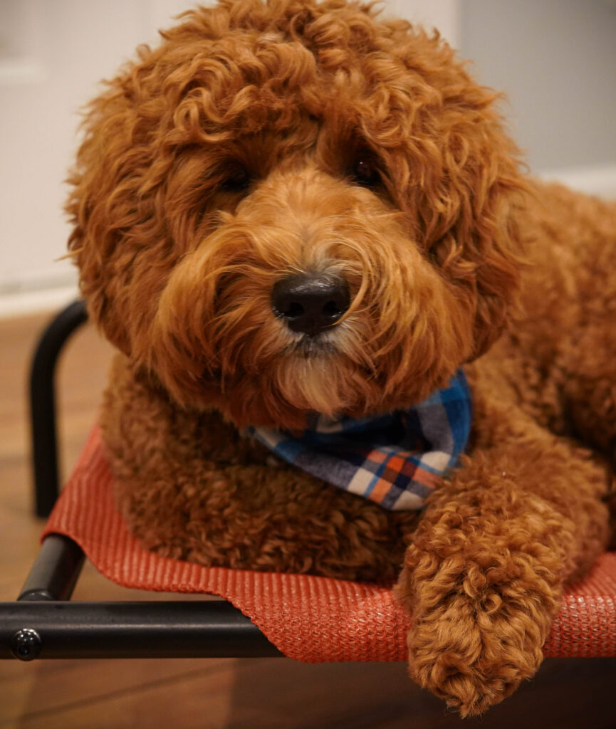 Australian Labradoodle adoption and comparisons from NC breeder
