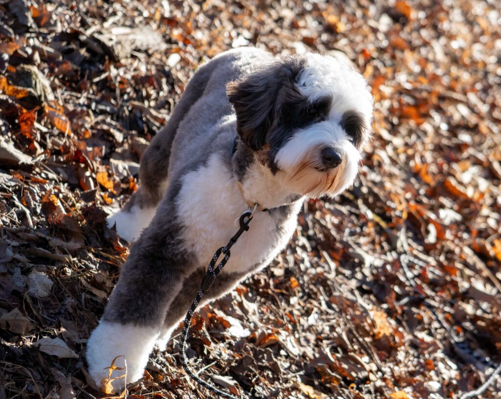 Australian Labradoodle size and appearance