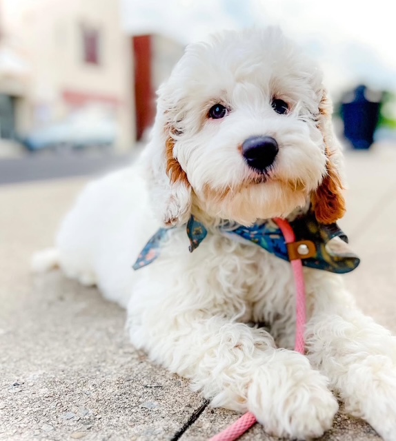Australian Labradoodle with white coat