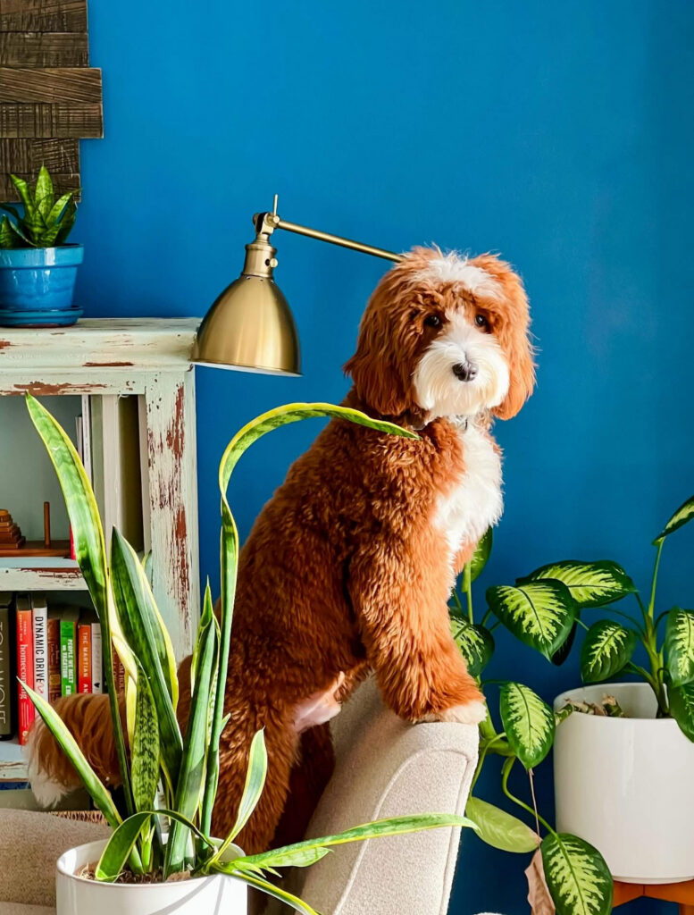 Australian Labradoodle gentle personality and temperament 