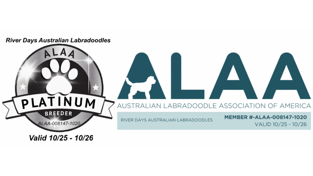 ALAA Platinum Paw Award and ALAA member River Days Australian Labradoodle puppies in NC