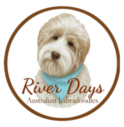 River Days Australian Labradoodles