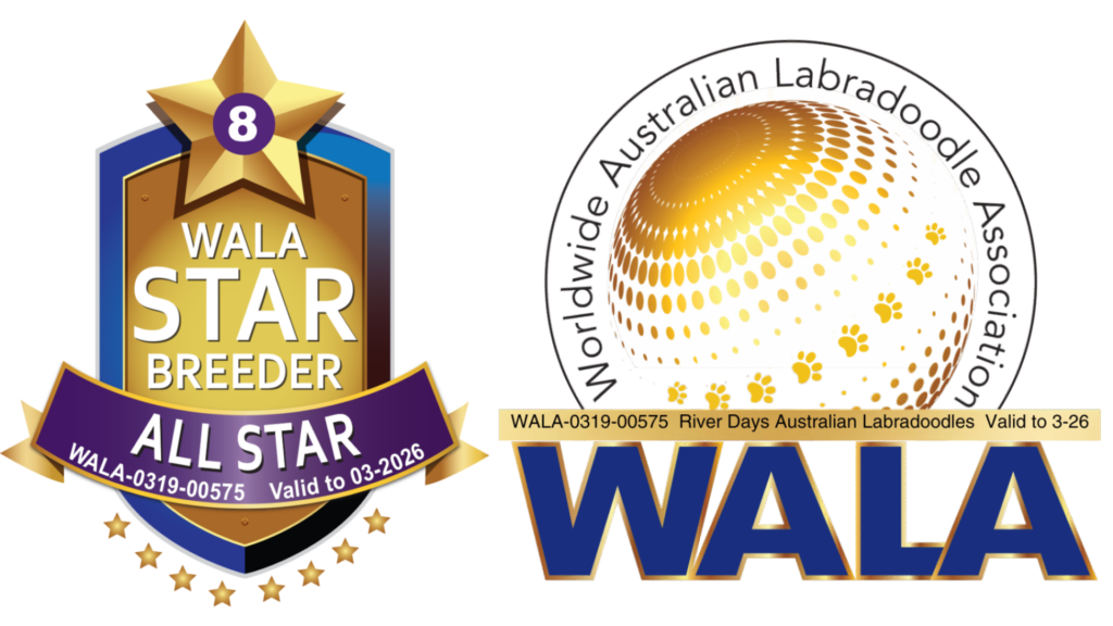 WALA All-Star Award and WALA member River Days Australian Labradoodle puppies