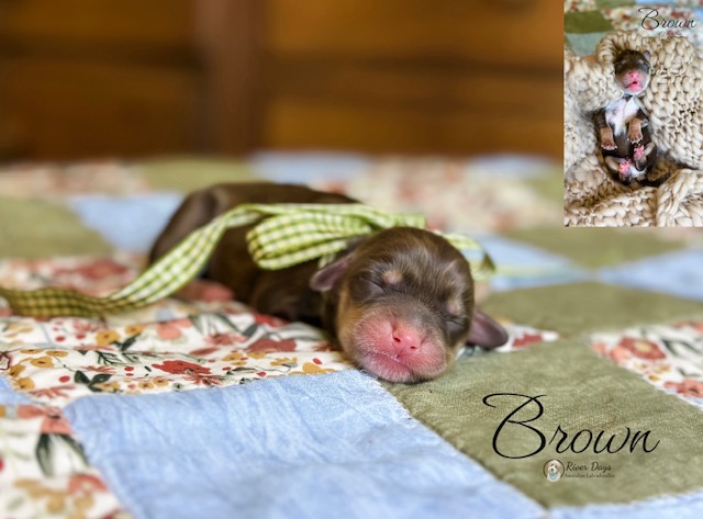 Australian Labradoodle puppy raised by River Days in North Carolina