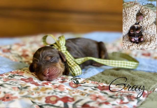 Australian Labradoodle puppy raised by River Days in North Carolina