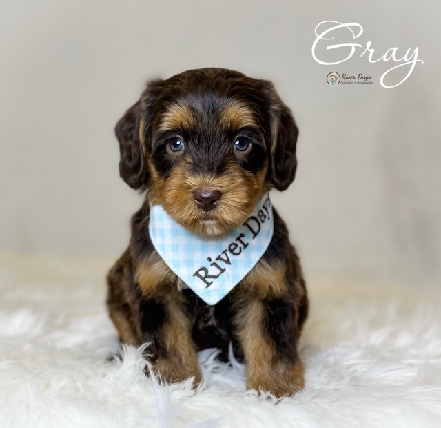 5 week old Australian Labradoodle puppies in North Carolina