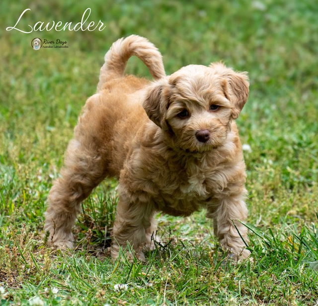 Mini Australian Labradoodle puppy exploring outdoors