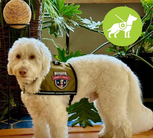 Certified therapy dog (Australian Labradoodle) retired stud dog in our program, successfully completing formal therapy evaluation and certification.