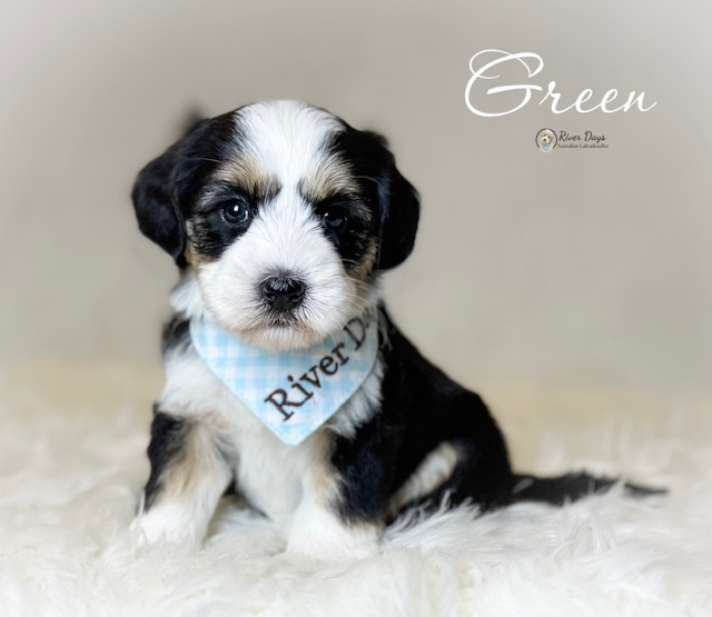 Labradoodle puppies Raleigh NC with fleece coats from the Maci and Jett litter