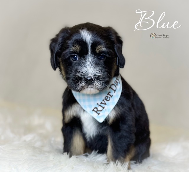Labradoodle puppies available near Raleigh NC raised in a family home