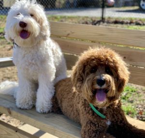 Advanced trained Australian Labradoodle from River Days responding reliably to leash and handling cues.