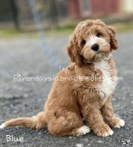 Well-prepared River Days Australian Labradoodle advanced training graduate with balanced temperament and structure.