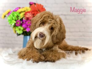 River Days Australian Labradoodle advanced training graduate demonstrating calm, structured obedience in home environment.