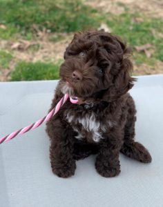 Advanced Puppy Program certified-style graduate Labradoodle from River Days showcasing premium training foundation.