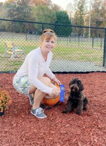 Well-trained River Days Australian Labradoodle certified through AKC Canine Good Citizen evaluation.