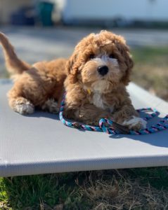 Advanced trained Labradoodle from River Days program showing leash walking discipline and calm behavior.