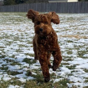 River Days Labradoodle graduate of advanced training program showing excellent public manners and focus.
