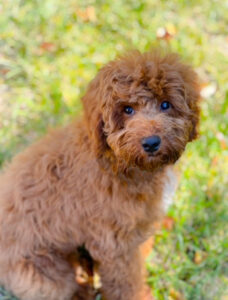 River Days Australian Labradoodle advanced graduate prepared for family integration with strong obedience skills.