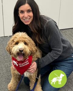 Certified therapy dog, an Australian Labradoodle bred in our program and fully trained and evaluated through a recognized therapy certification organization.