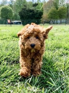 River Days Labradoodle graduate of Advanced Puppy Program showcasing confident, well-socialized temperament.