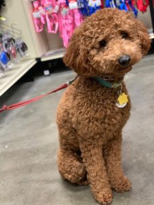 River Days Australian Labradoodle completing advanced training curriculum for family readiness and obedience.