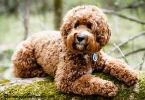 AKC Canine Good Citizen certified Labradoodle bred for temperament, training, and family companionship.