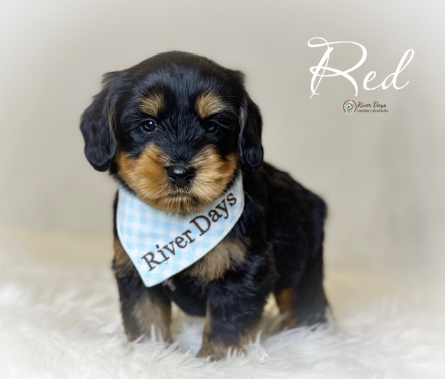 Labradoodle puppies NC from the Maci and Jett breeding