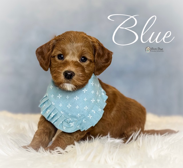 Australian Labradoodle puppy raised by River Days in North Carolina