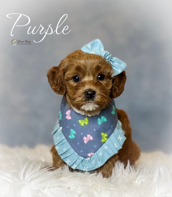 Australian Labradoodle puppy raised by River Days in North Carolina