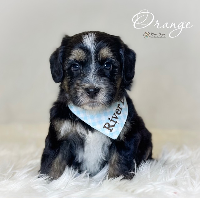 Australian Labradoodle puppies NC with wavy fleece coats
