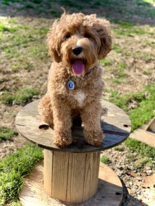 Advanced trained Australian Labradoodle from River Days demonstrating sit, stay, and impulse control skills.