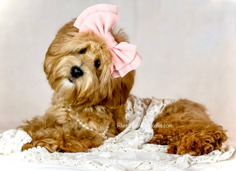 Trained Australian Labradoodle puppy practicing basic manners during early development training.