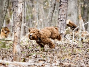 Well-trained River Days Australian Labradoodle completing Advanced Puppy Program with strong obedience foundation.