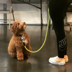 Advanced Puppy Program graduate Labradoodle from River Days showing calm behavior in real-world environment.