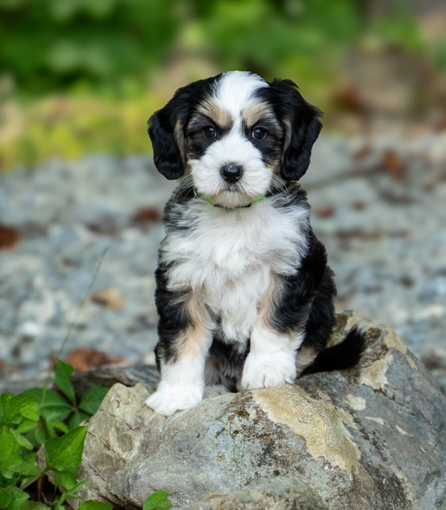 Australian Labradoodle puppies North Carolina
