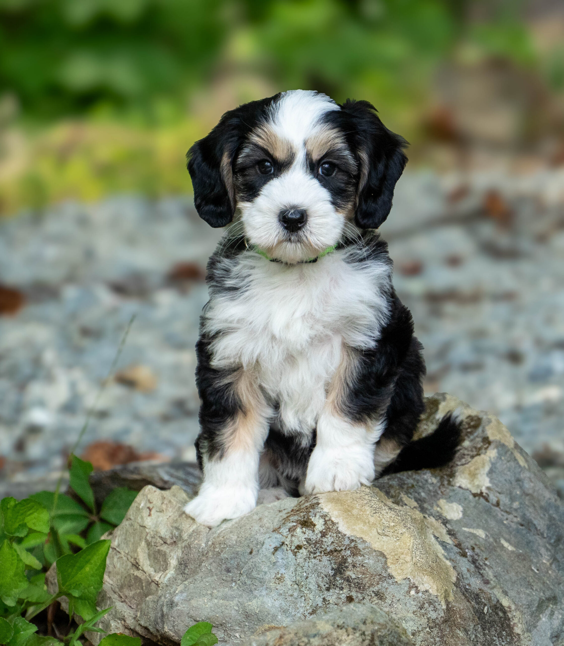 Australian Labradoodle puppies North Carolina