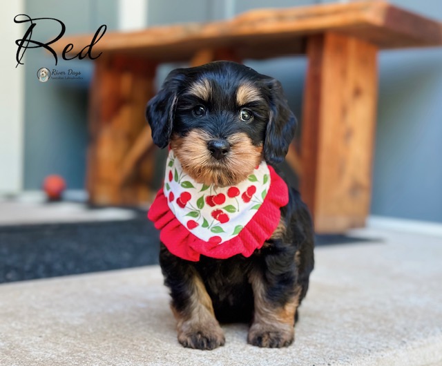 6 week old Australian Labradoodle puppies in North Carolina